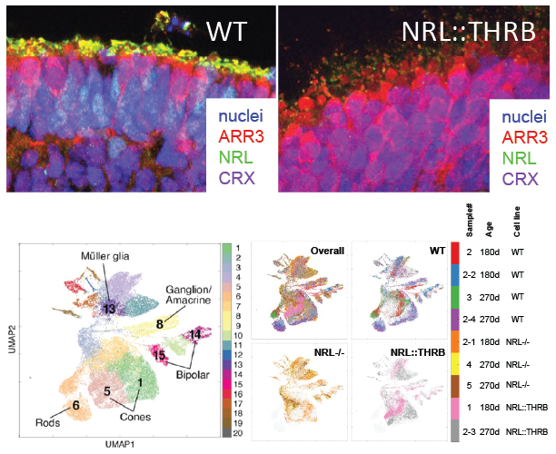 Retinal organoid fate reprogramming overview